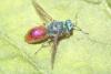 Chrysis pseudobrevitarsis